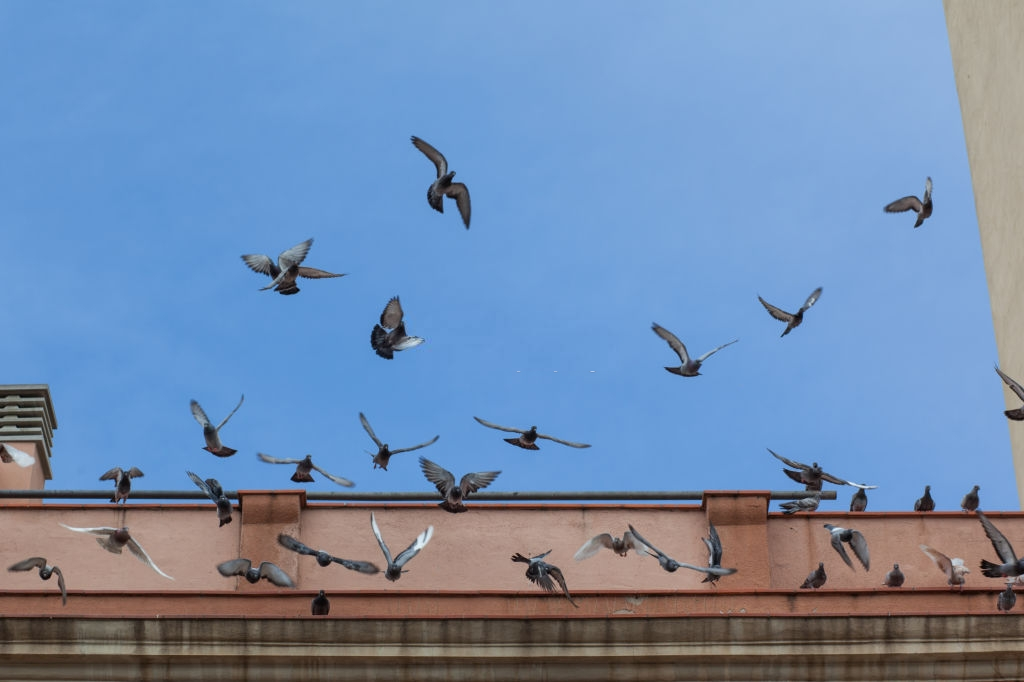 Pigeon Pest, Pest Control in London. Call Now 020 3519 0469