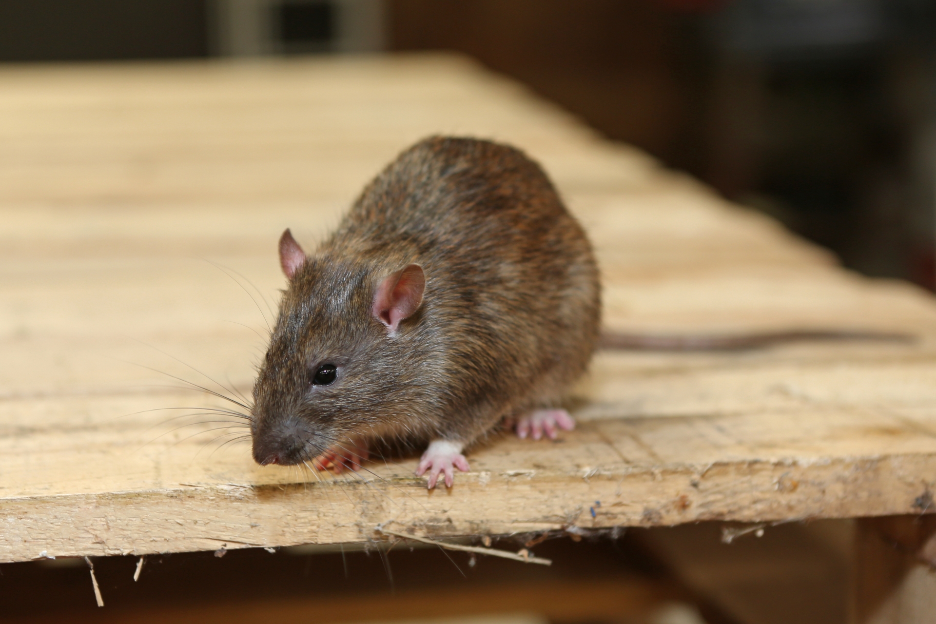 Rat Infestation, Pest Control in London. Call Now 020 3519 0469