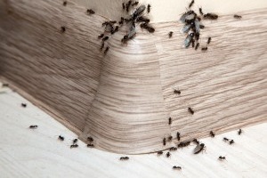 Ant Control, Pest Control in London. Call Now 020 3519 0469
