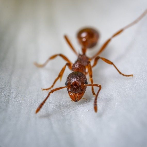 Field Ants, Pest Control in London. Call Now! 020 3519 0469