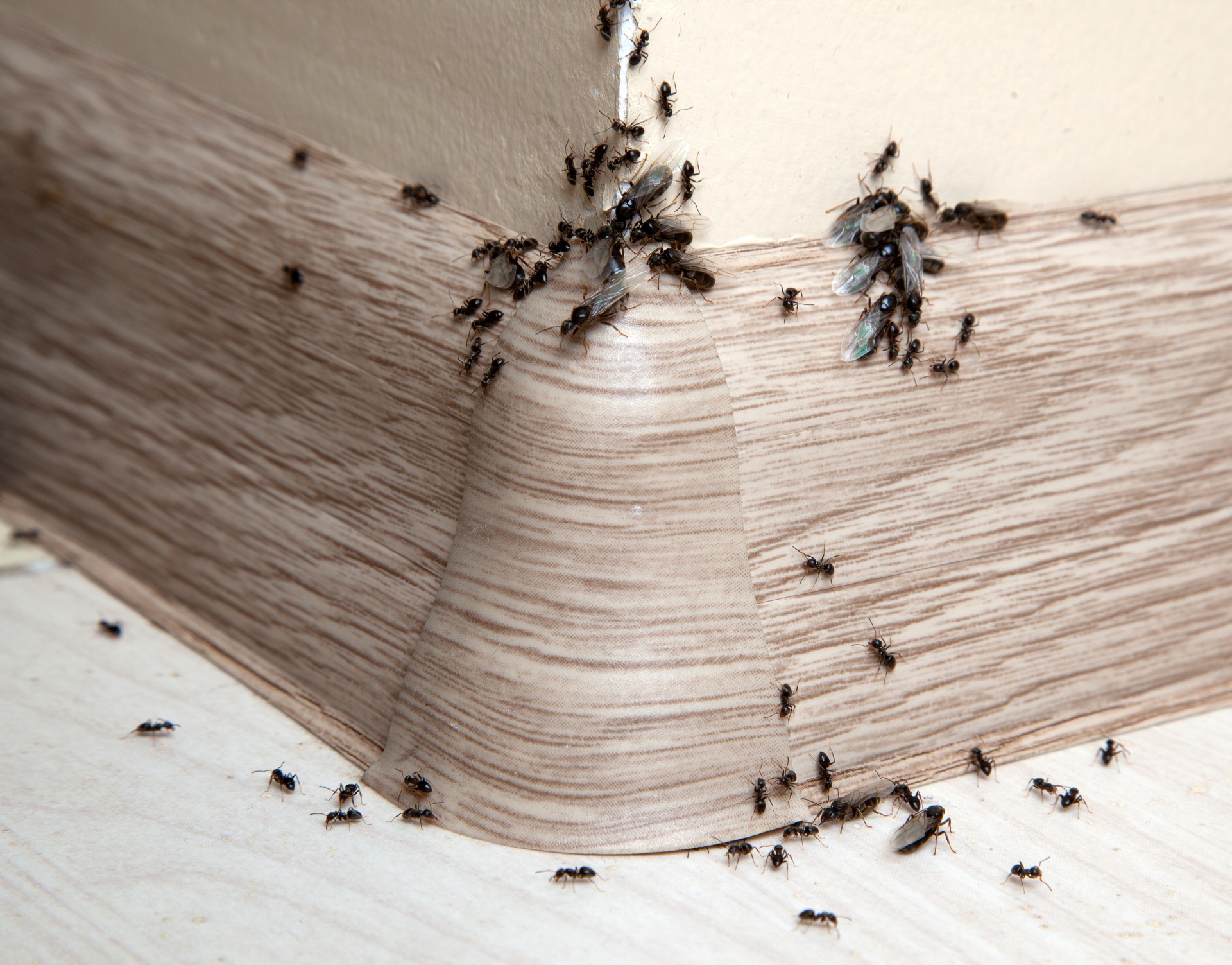 Ant Infestation, Pest Control in London. Call Now 020 3519 0469