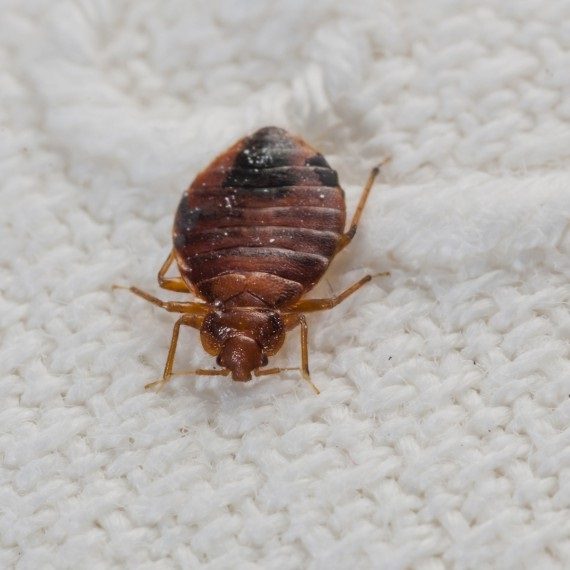 Bed Bugs, Pest Control in London. Call Now! 020 3519 0469