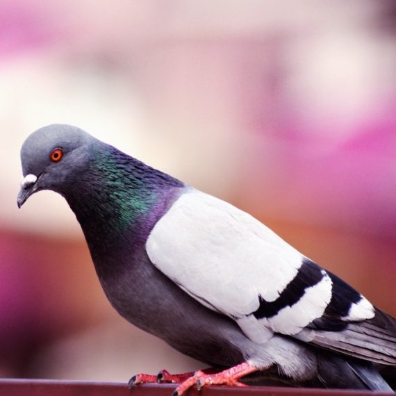 Birds, Pest Control in London. Call Now! 020 3519 0469