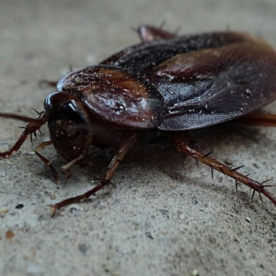 Cockroaches, Pest Control in London. Call Now! 020 3519 0469