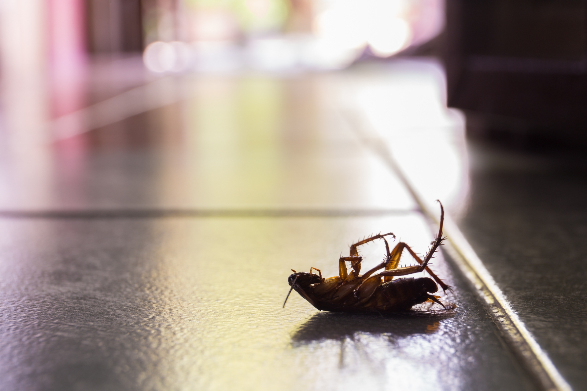 Cockroach Control, Pest Control in London. Call Now 020 3519 0469