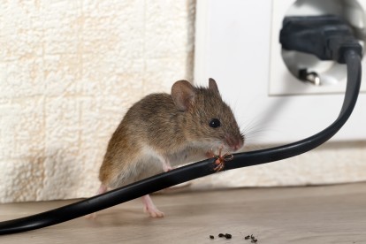 Pest Control in London. Call Now! 020 3519 0469