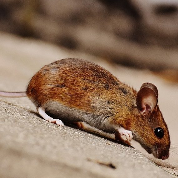 Mice, Pest Control in London. Call Now! 020 3519 0469