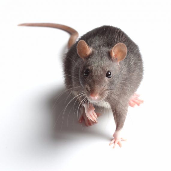 Rats, Pest Control in London. Call Now! 020 3519 0469