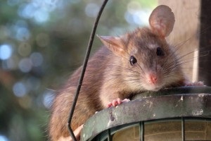 Rat extermination, Pest Control in London. Call Now 020 3519 0469
