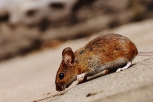 Mice Control, Pest Control in London. Call Now 020 3519 0469