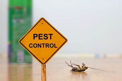 Pest Contol in London. Call Now 020 3519 0469