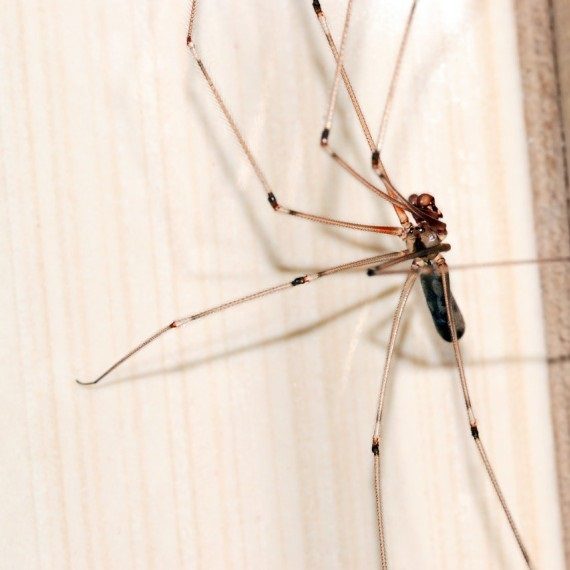 Spiders, Pest Control in London. Call Now! 020 3519 0469