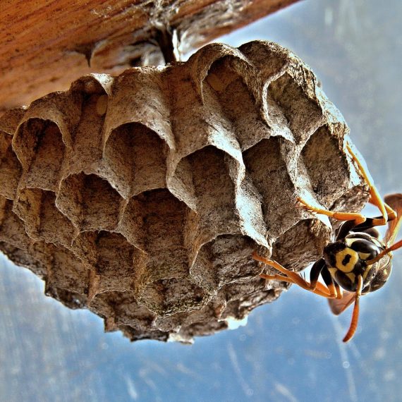 Wasps Nest, Pest Control in London. Call Now! 020 3519 0469
